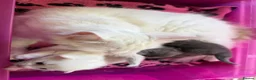Ragdoll cats for sale: Stunning Ragdoll kittens Blue Colourpoint  - Advert 28