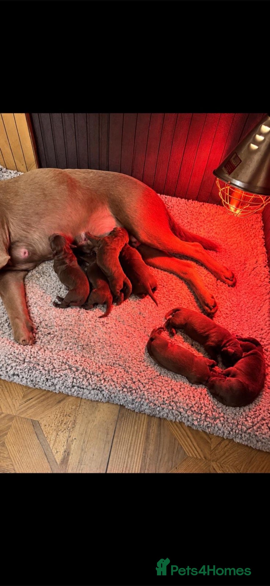 Labrador Retriever dogs KC Chunky Chocolate Labs Outstanding - Advert 2