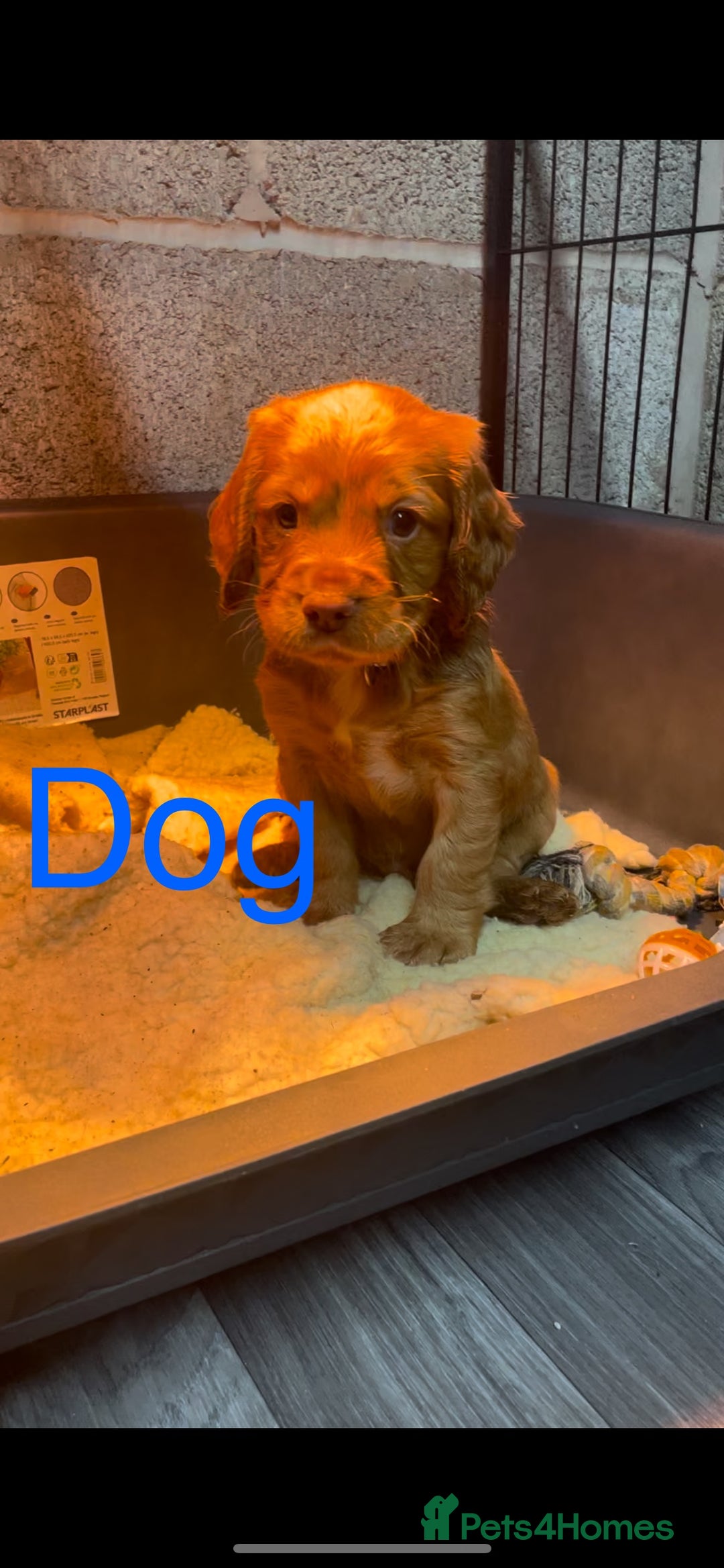 Cocker Spaniel dogs for sale: Make Working cocker spaniel puppies  - Image 4