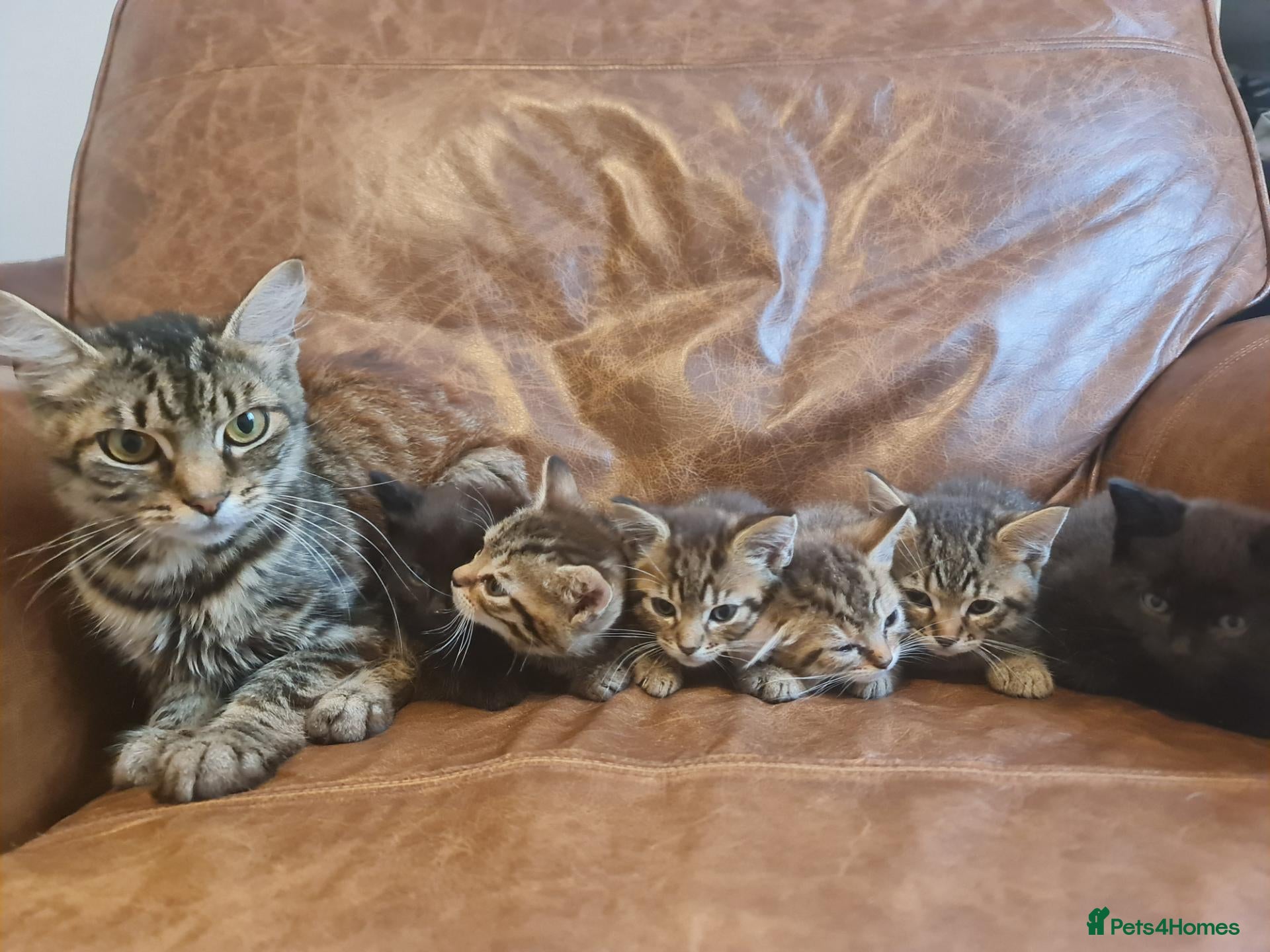Mixed Breed cats Kittens for sale  - Advert 2