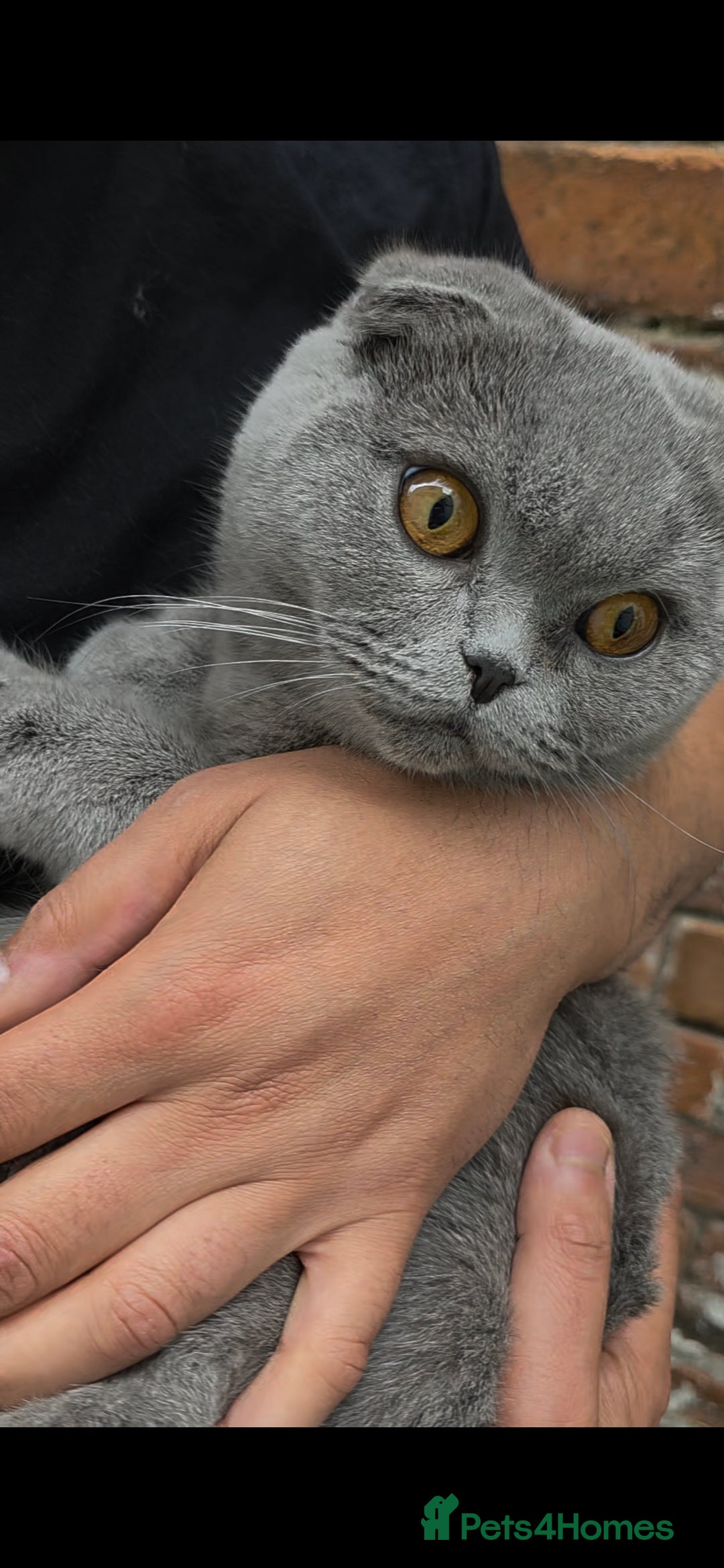 Scottish Fold cats for sale: ✨ Scottish Fold Female Kitten for Sale ✨ - Image 3