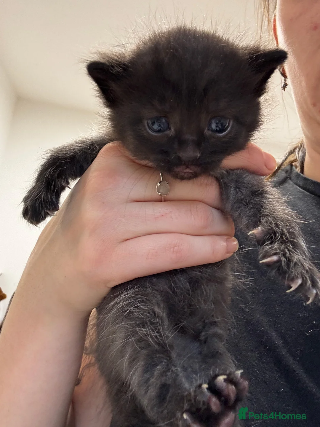 Mixed Breed cats for sale: 2 male black kitten/black white female  in St Albans - Advert 5