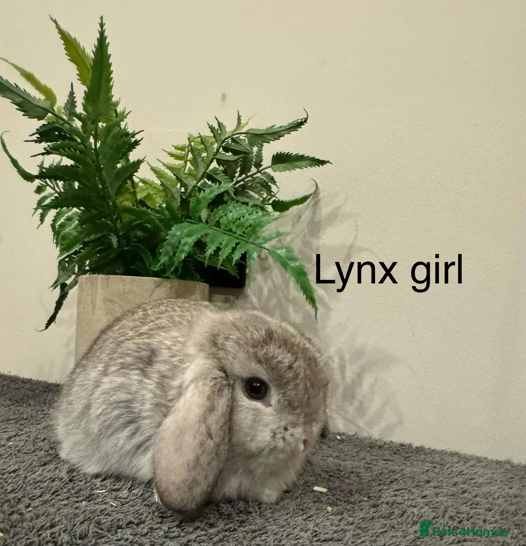 Mini Lop rabbits for sale: Stunning Mini Lops, Ready To Reserve - Advert 15