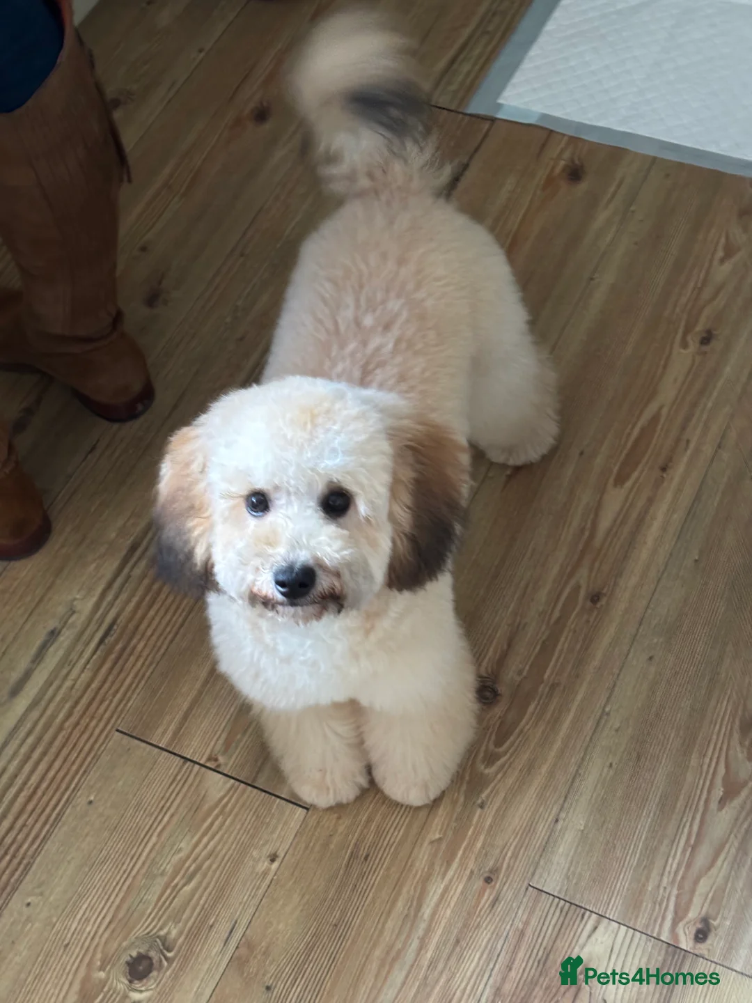 Toy Poodle dogs for stud: Poodle (STUD) - Advert 2