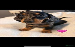 Dachshund dogs for sale: Miniature dachshunds puppies - Image 10