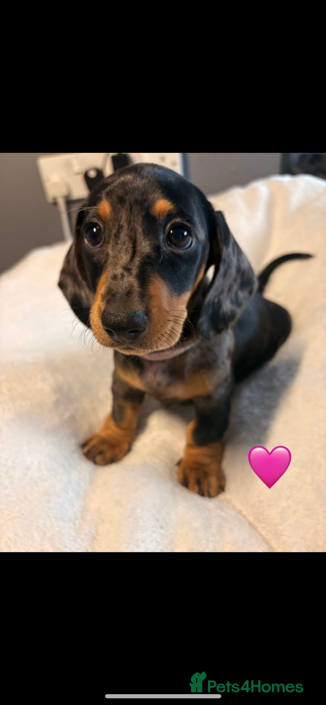 Dachshund dogs for sale: Miniature dachshunds puppies - Image 10