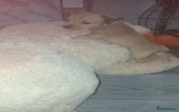 Patterjack dogs for sale: Patterjack/jackrussel - Image 2