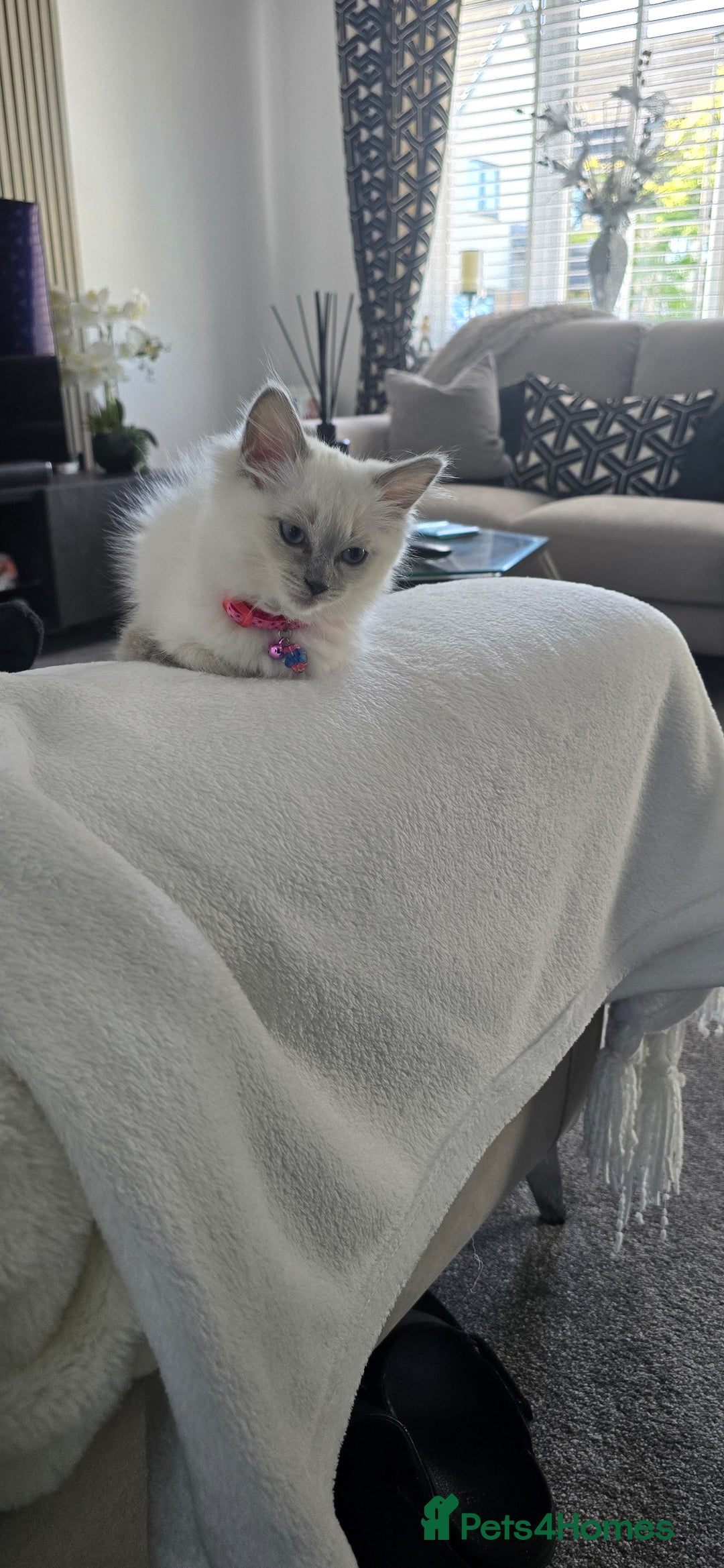 Ragdoll cats for sale: Blue Point Ragdoll - Image 5