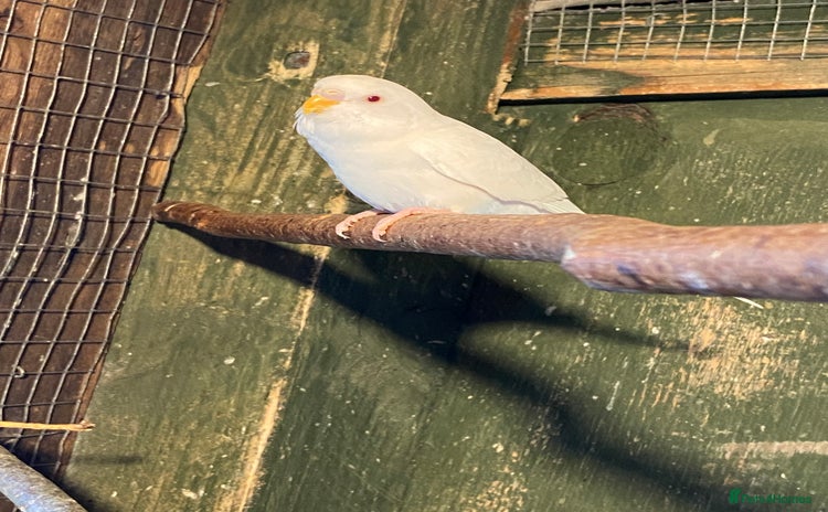 Budgerigars birds - Advert 10