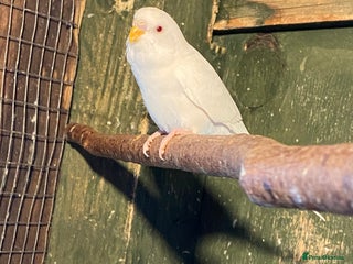 Budgerigars birds Baby budgies - Advert 11