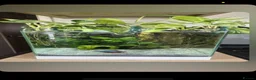Bettas fish for sale: Full betta fish set up  - Advert 3