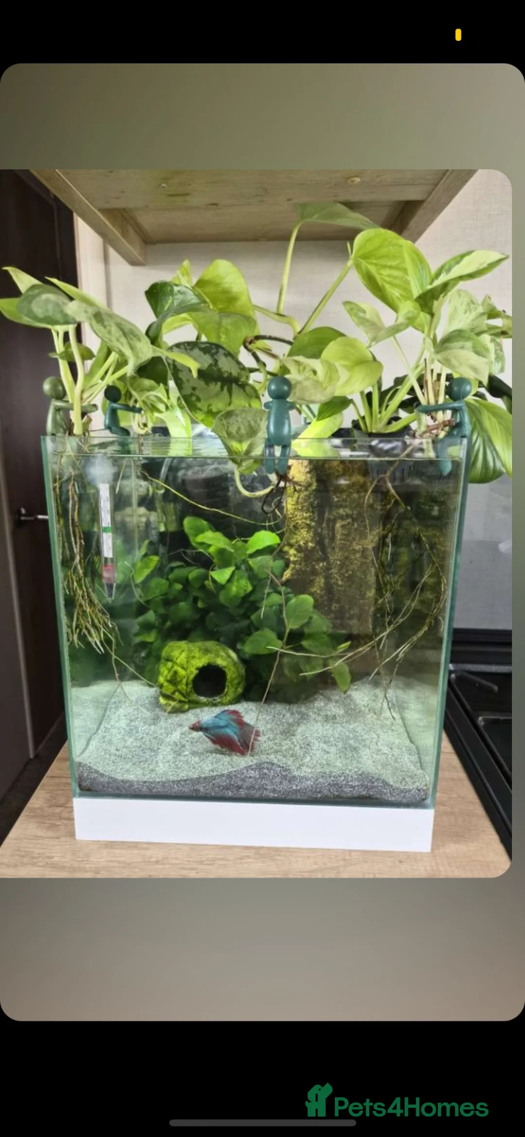Bettas fish for sale: Full betta fish set up  - Advert 3
