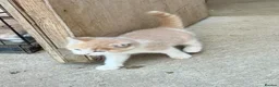 Mixed Breed cats for sale: Rare coloured kittens - Advert 9