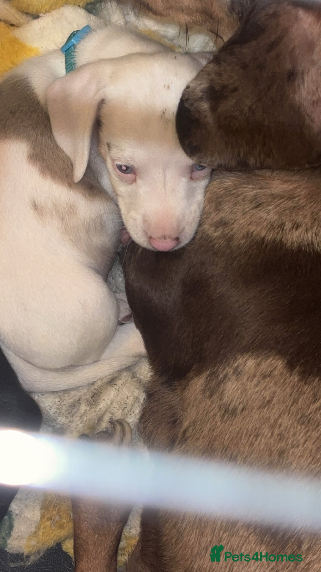 Dachshund dogs for sale: Pink and white albino chocolate dapple dachshund  - Advert 3