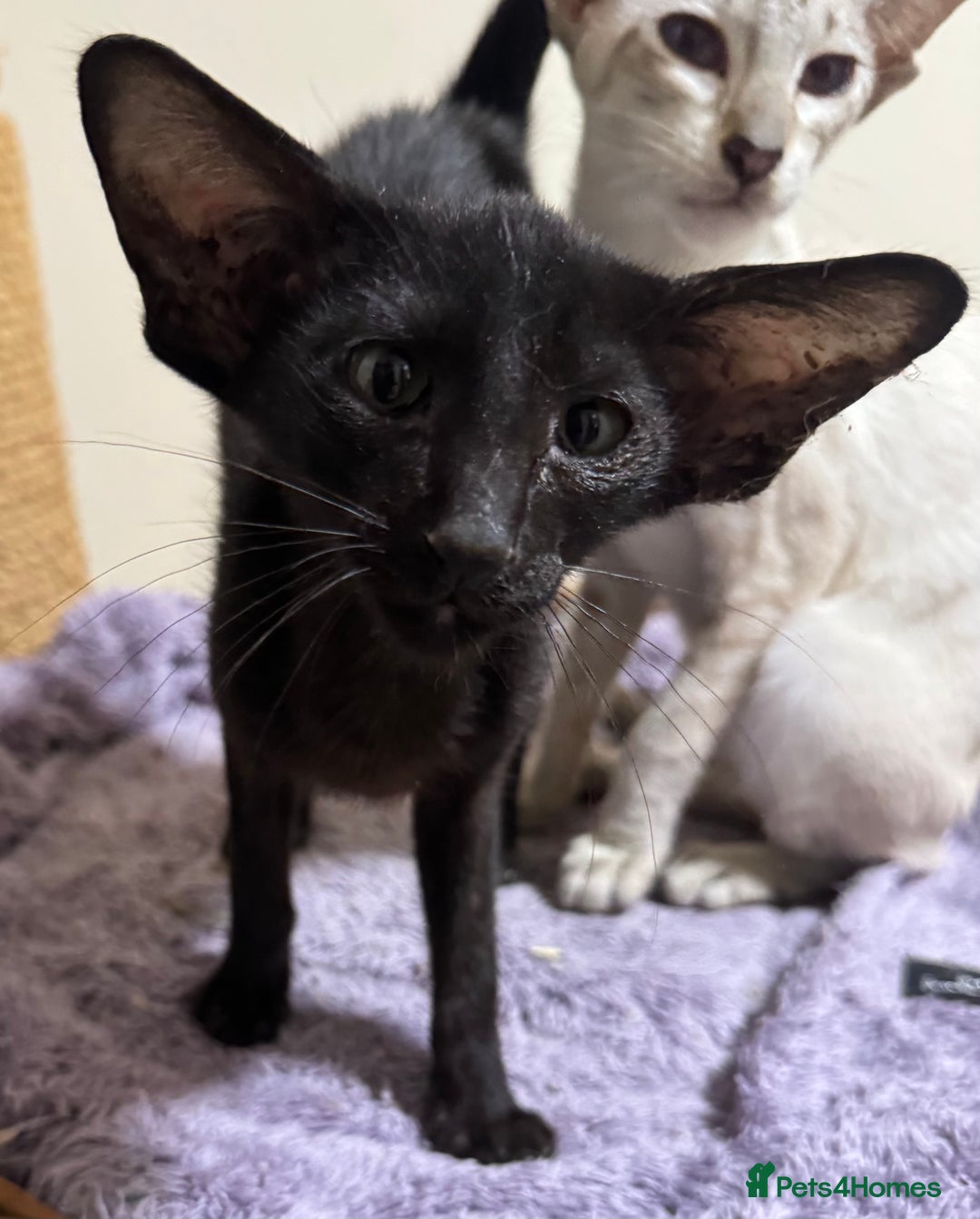 Oriental cats for sale: Pedigree Black Oriental kitten - Advert 4