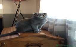 Scottish Fold cats for sale: Blue Scottish fold girl - Image 1