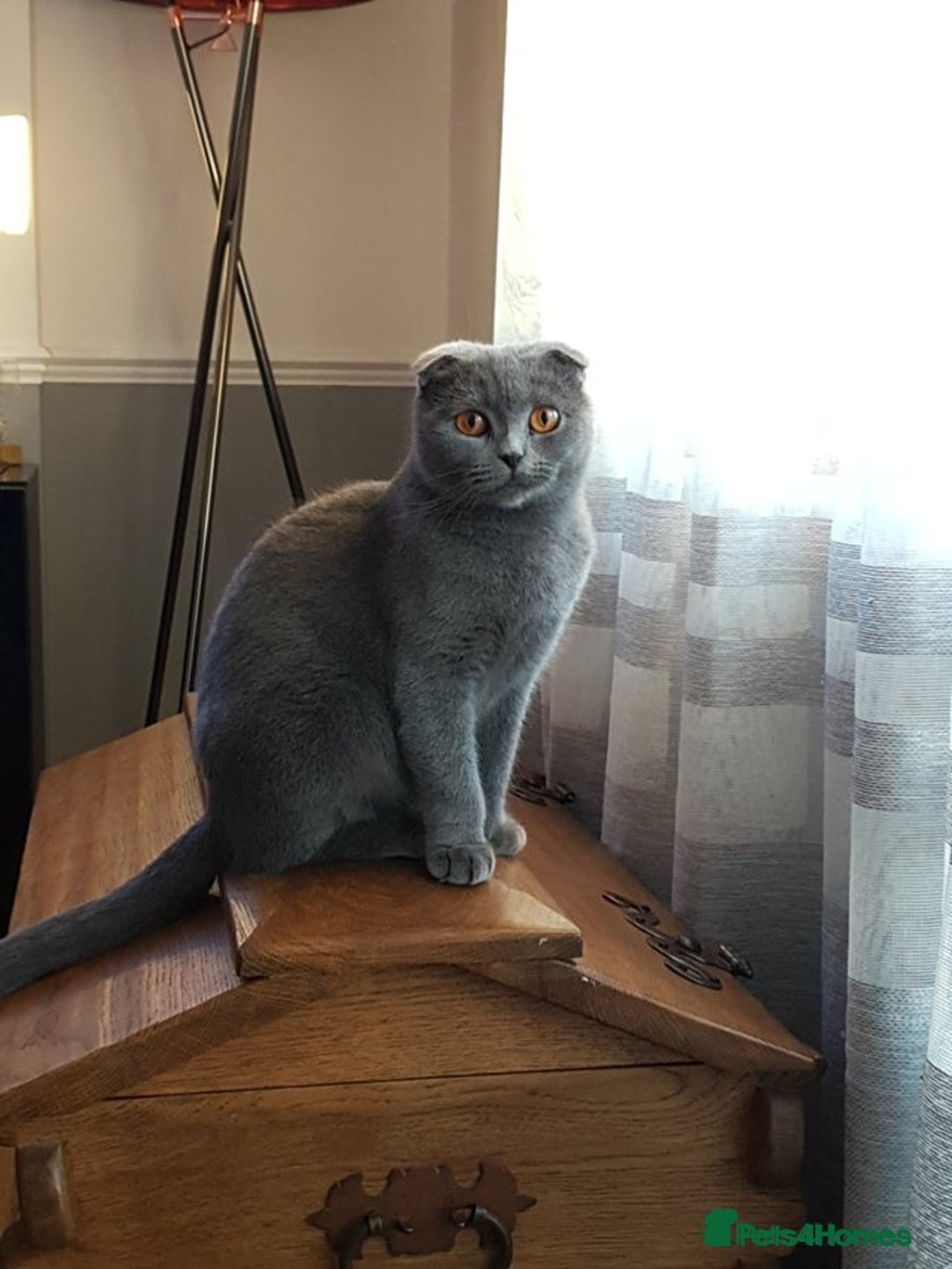 Scottish Fold cats for sale: Blue Scottish fold girl - Image 1
