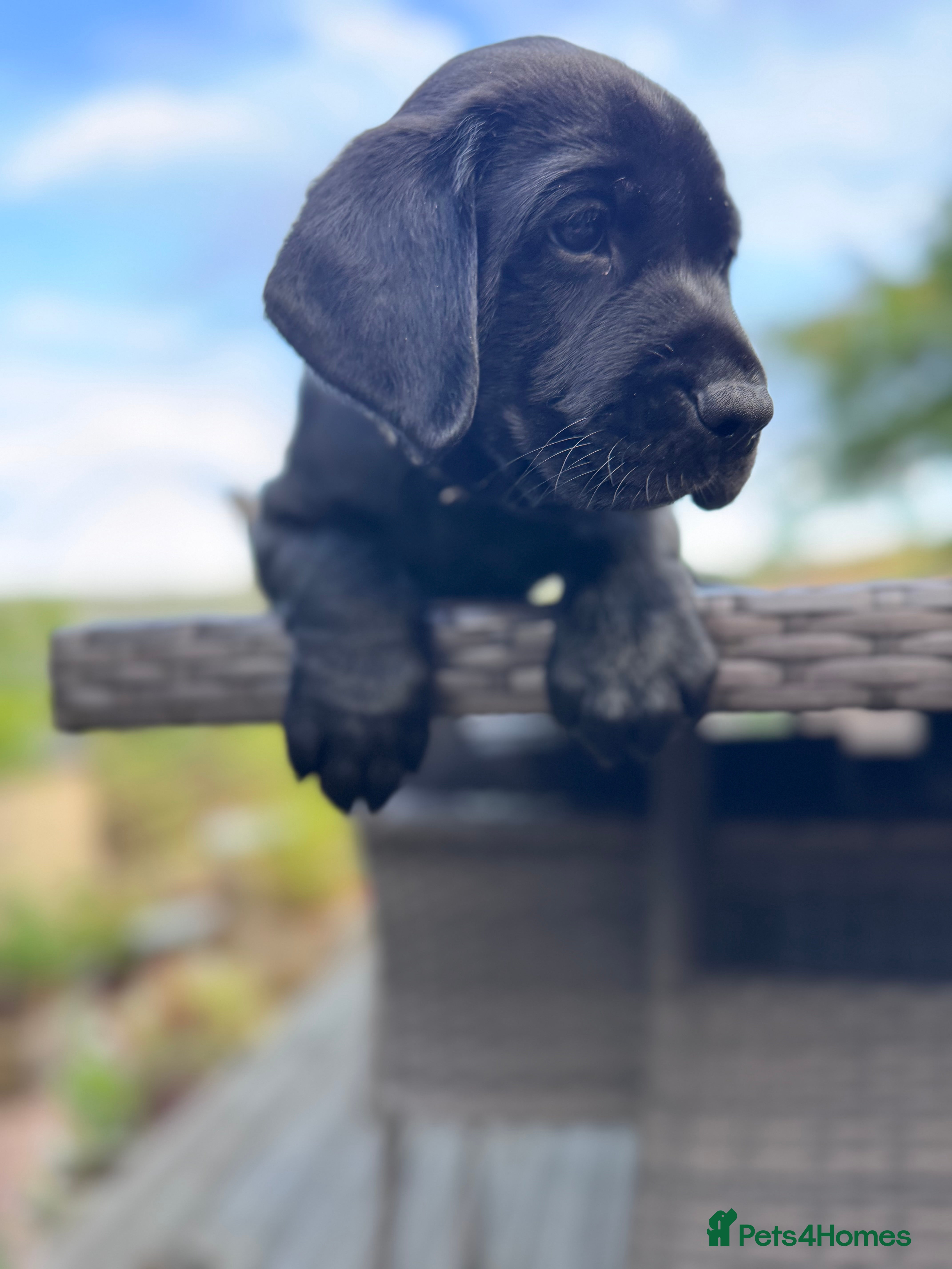 Labrador Retriever dogs Superb black/yellow KC pedigree puppies- many FTCH - Advert 2