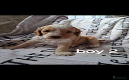 Cockapoo dogs for sale: Beautiful F1 Cockapoo puppies  - Image 6
