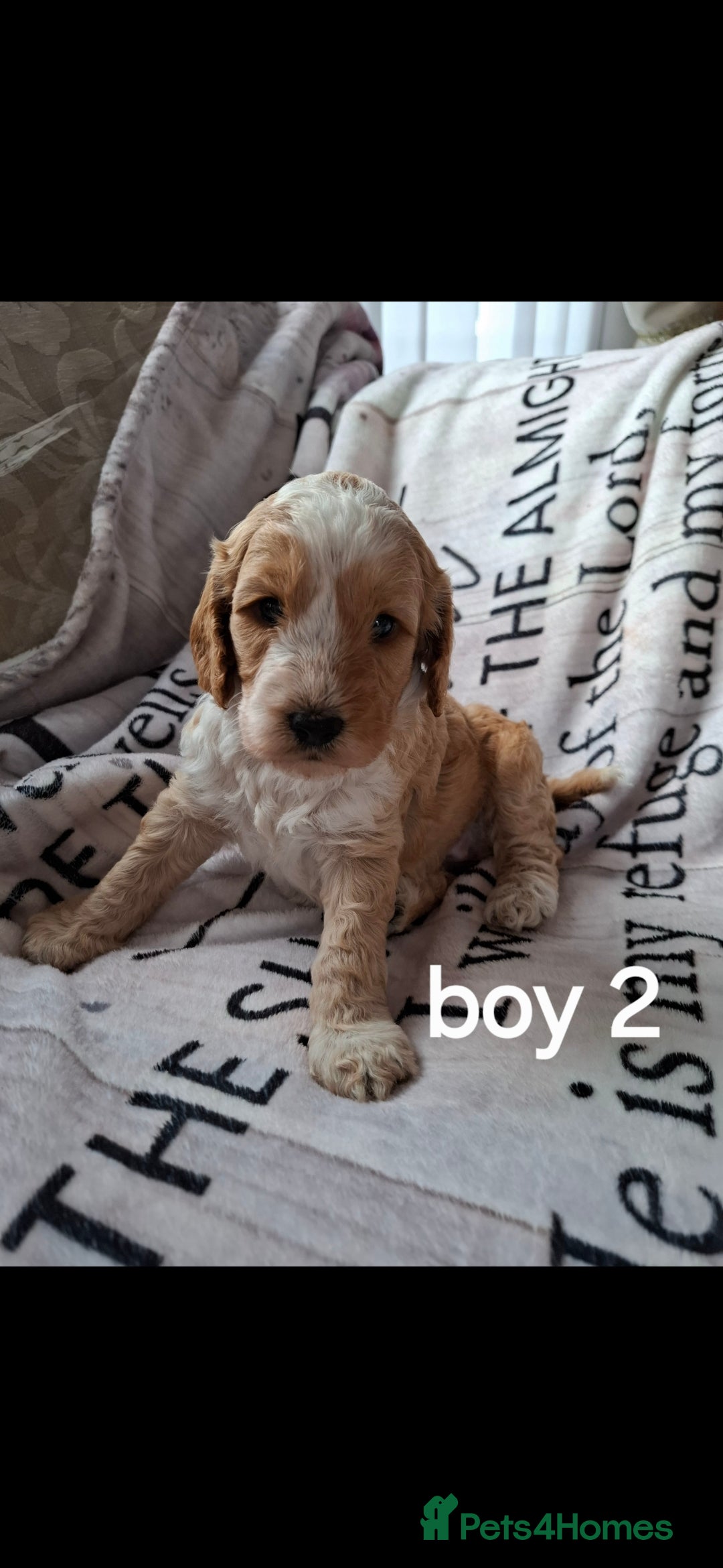 Cockapoo dogs for sale: Beautiful F1 Cockapoo puppies  - Image 6