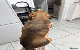 Miniature Dachshund dogs for sale: Beautiful Longhair miniature Dachshund - Image 2
