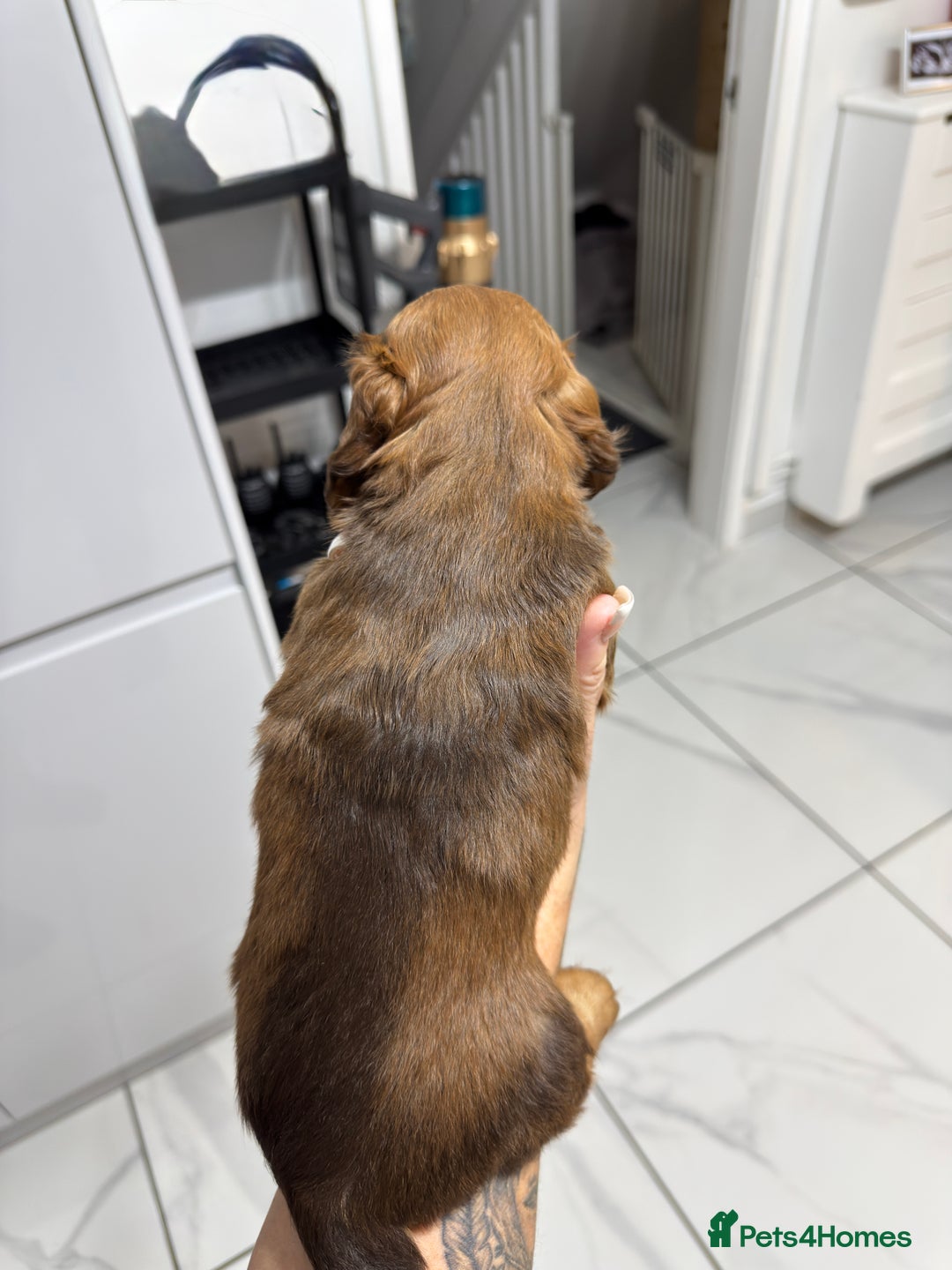 Miniature Dachshund dogs for sale: Beautiful Longhair miniature Dachshund - Image 2