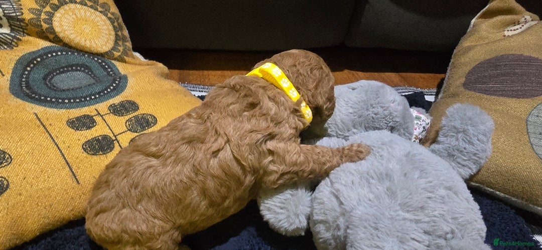 Cockapoo dogs for sale: Adorable cockapoo  - Image 8