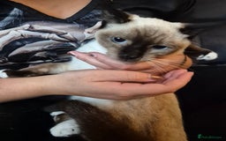 Snowshoe cats for sale: Pedigree Snowshoe kittens ready 8th november  - Image 2