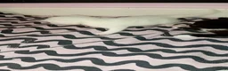 Mixed Breed cats for sale: 3 cute kittens looking for their forever homes - Advert 10