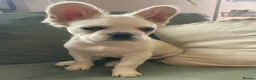 French Bulldog dogs for sale: Fluffy French bulldogs - Advert 3