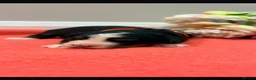 Bernese Mountain Dog dogs for sale: Bernese mountain pups  - Advert 4