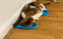 American Wirehair cats for sale: Female American wirehair Calico  - Image 8