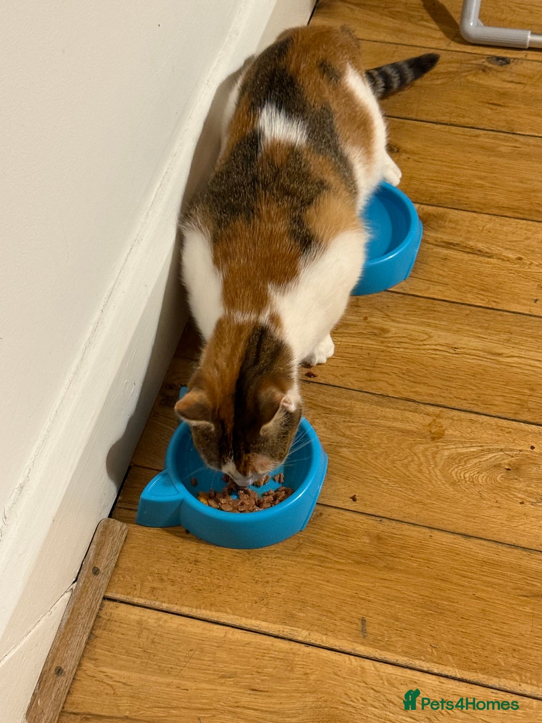American Wirehair cats for sale: Female American wirehair Calico  - Image 8