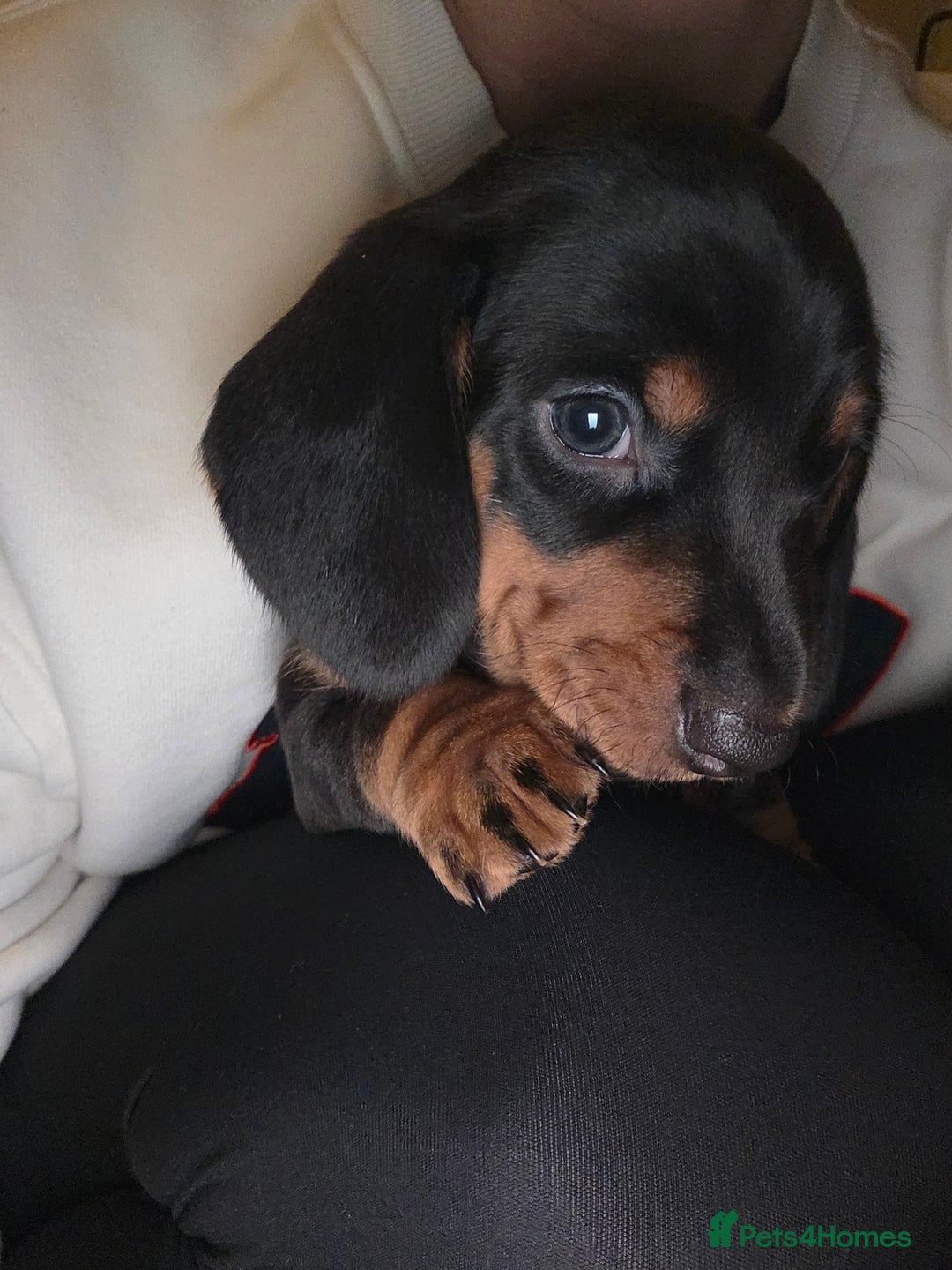 Dachshund dogs for sale: Standard Dachshund Puppies - Advert 9