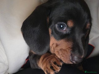 Dachshund dogs KC Standard Dachshund Puppies - Advert 4