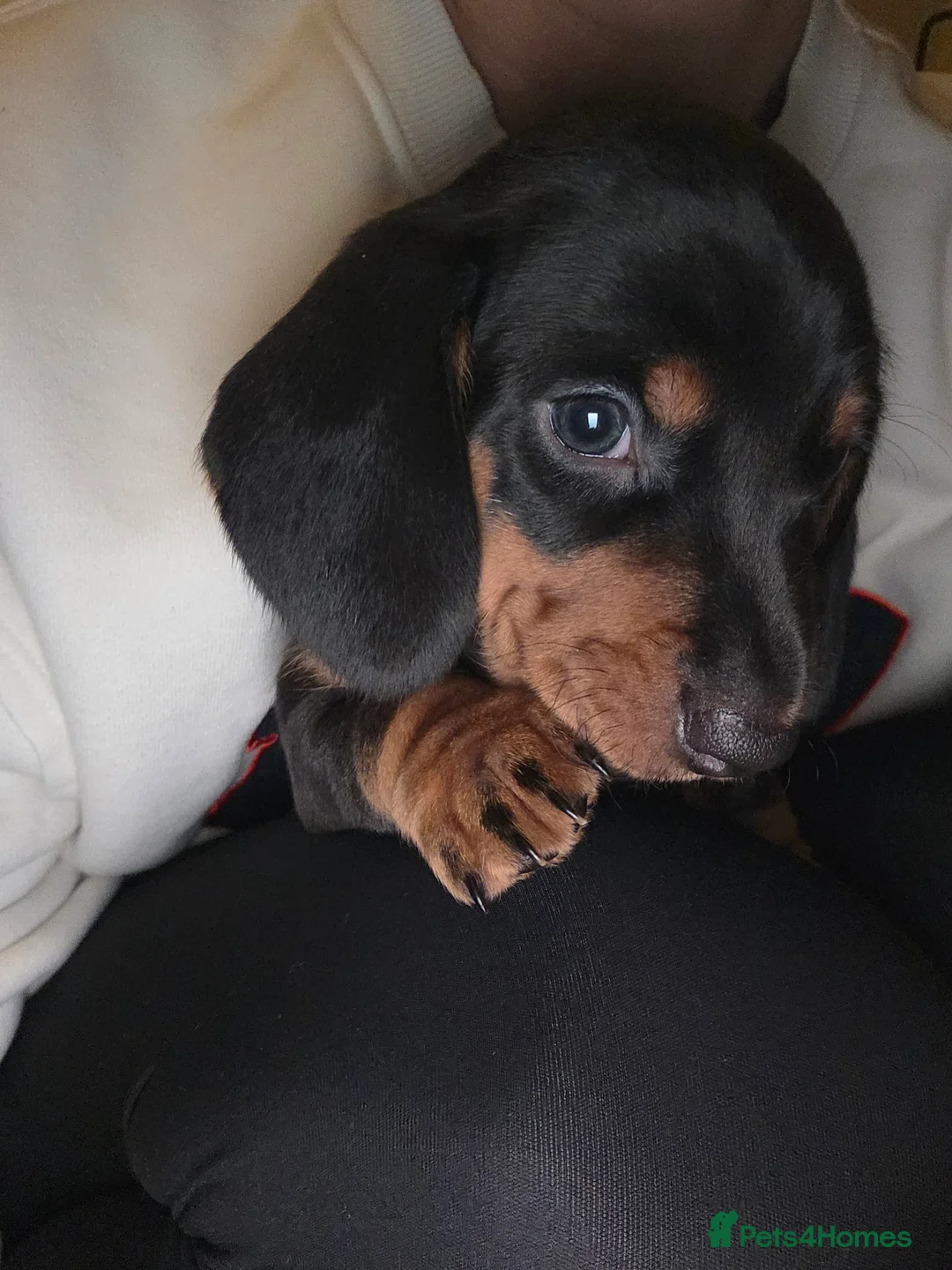 Dachshund dogs for sale: KC Standard Dachshund Puppies - Advert 1