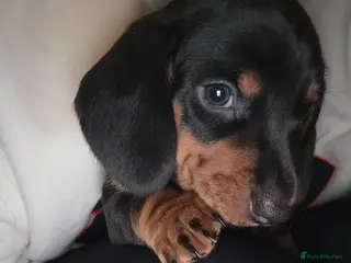 Dachshund dogs KC Standard Dachshund Puppies - Advert 1