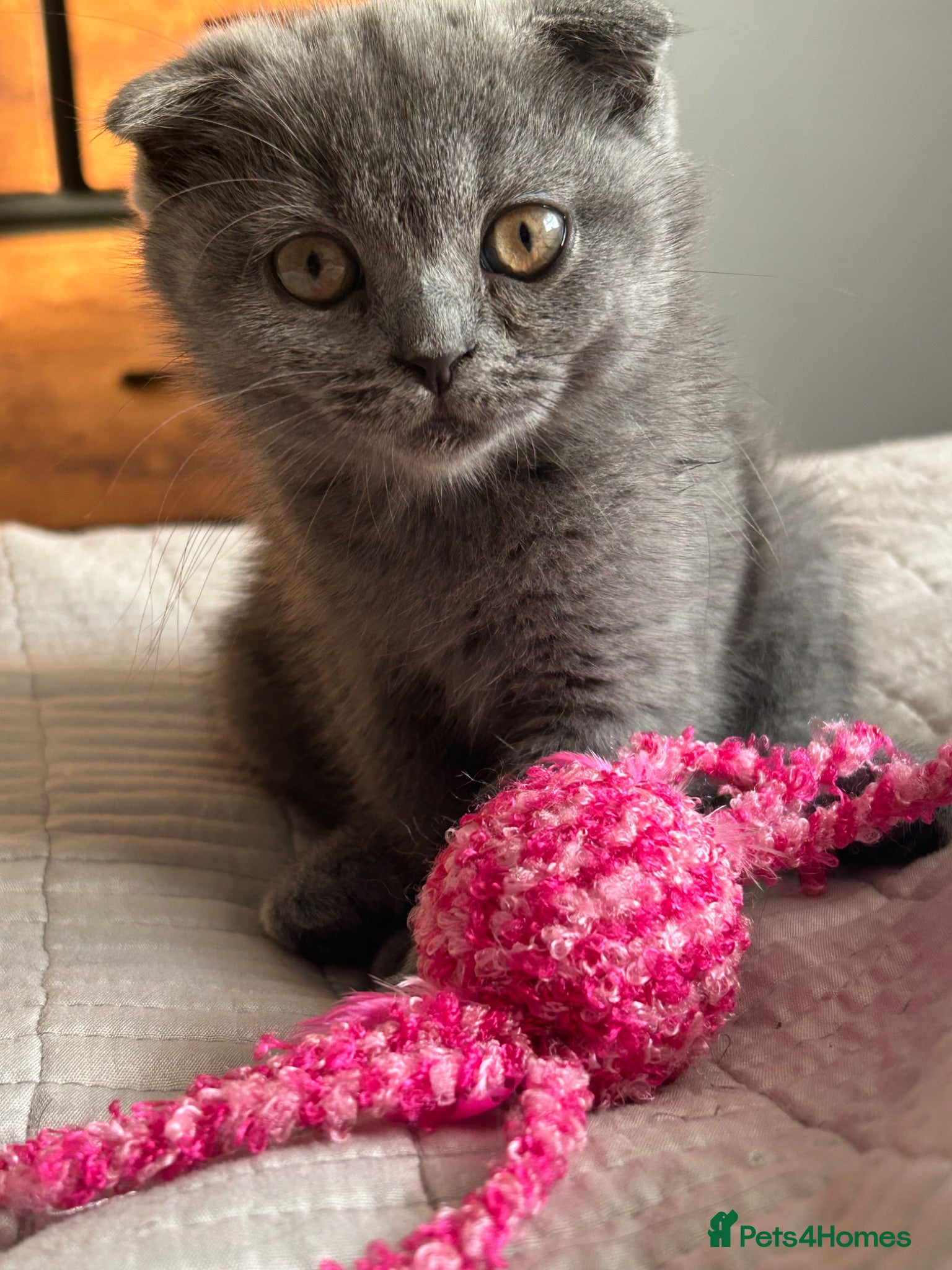 Scottish Fold cats Only Scottish fold girl left ❣️ - Advert 6