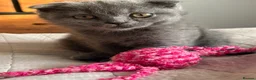 Scottish Fold cats for sale: Only Scottish fold girl left ❣️ - Advert 1
