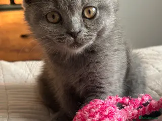 Scottish Fold cats Only Scottish fold girl left ❣️ - Advert 5