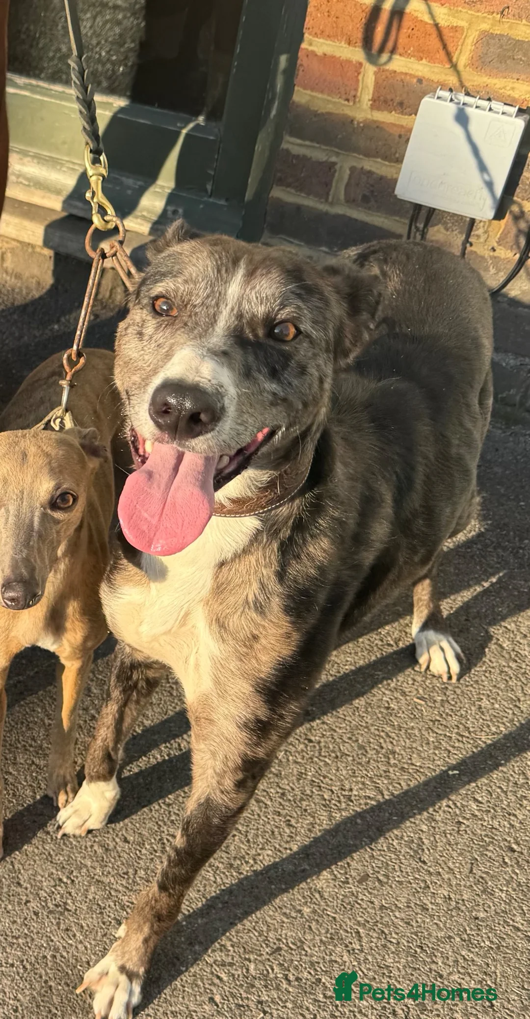 Lurcher dogs for stud: 🔥Proven Stud Dog Available Top Working Lurcher 🔥 - Advert 2