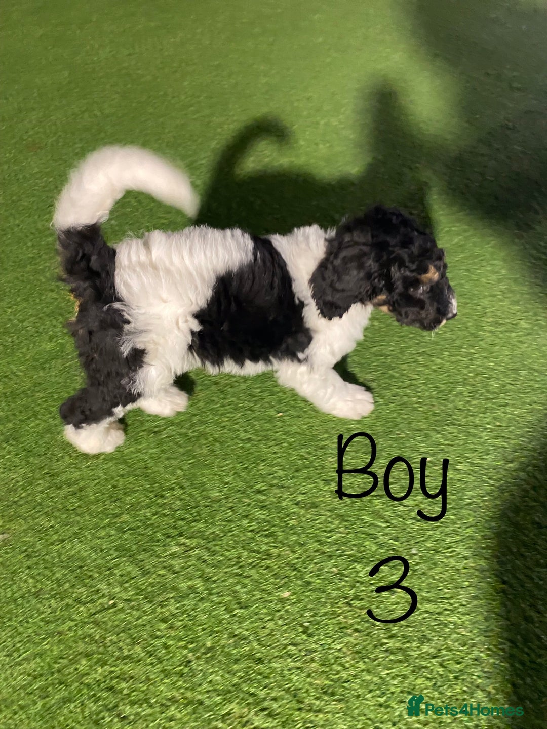 Bernedoodle dogs for sale: Tri-colour Bernedoodle  puppies  - Advert 7