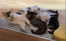 British Shorthair cats for sale: Ready for a loving home now  - Image 34