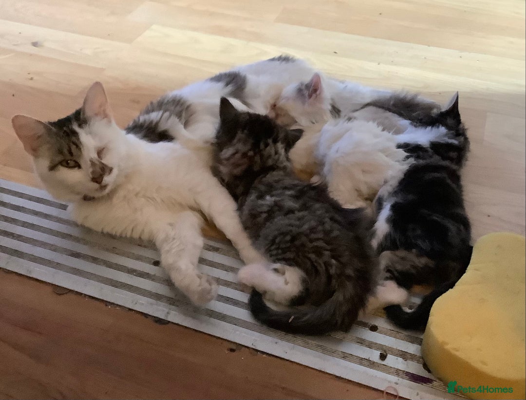British Shorthair cats for sale: Ready for a loving home now  - Image 34