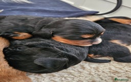 Cocker Spaniel dogs for sale: Stunning KC Cocker Spaniels - DNA & Eye-checked - Image 4