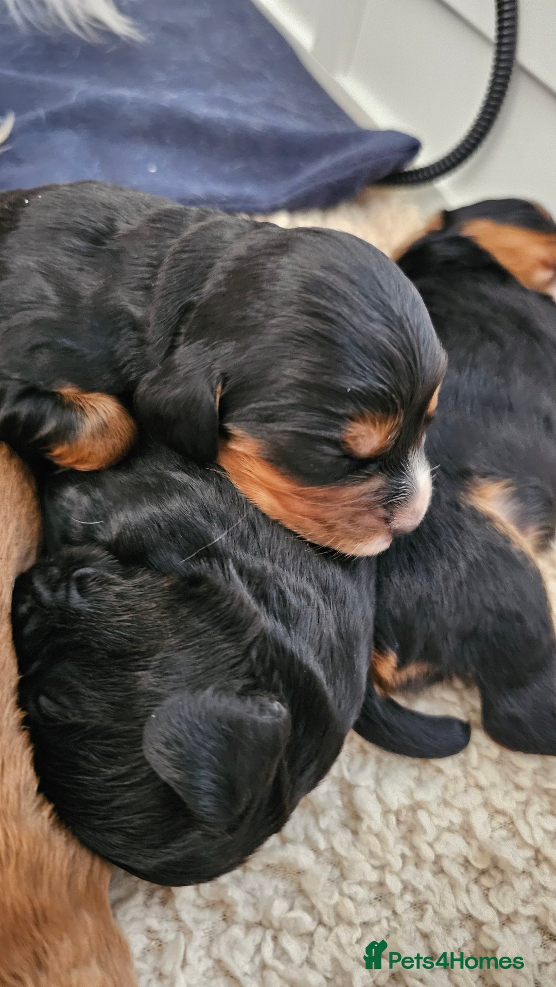 Cocker Spaniel dogs for sale: Stunning KC Cocker Spaniels - DNA & Eye-checked - Image 4