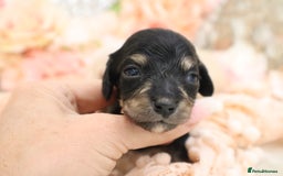 Miniature Dachshund dogs for sale: KC Longhair Miniature Dachshund Puppies - Image 6