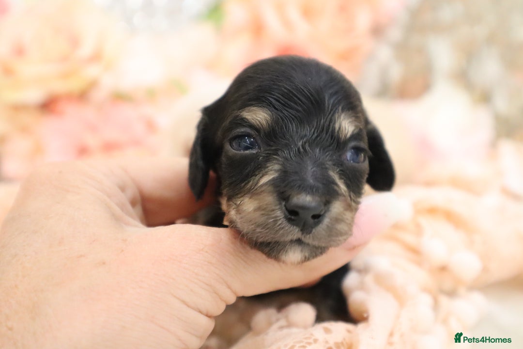 Miniature Dachshund dogs for sale: KC Longhair Miniature Dachshund Puppies - Image 6
