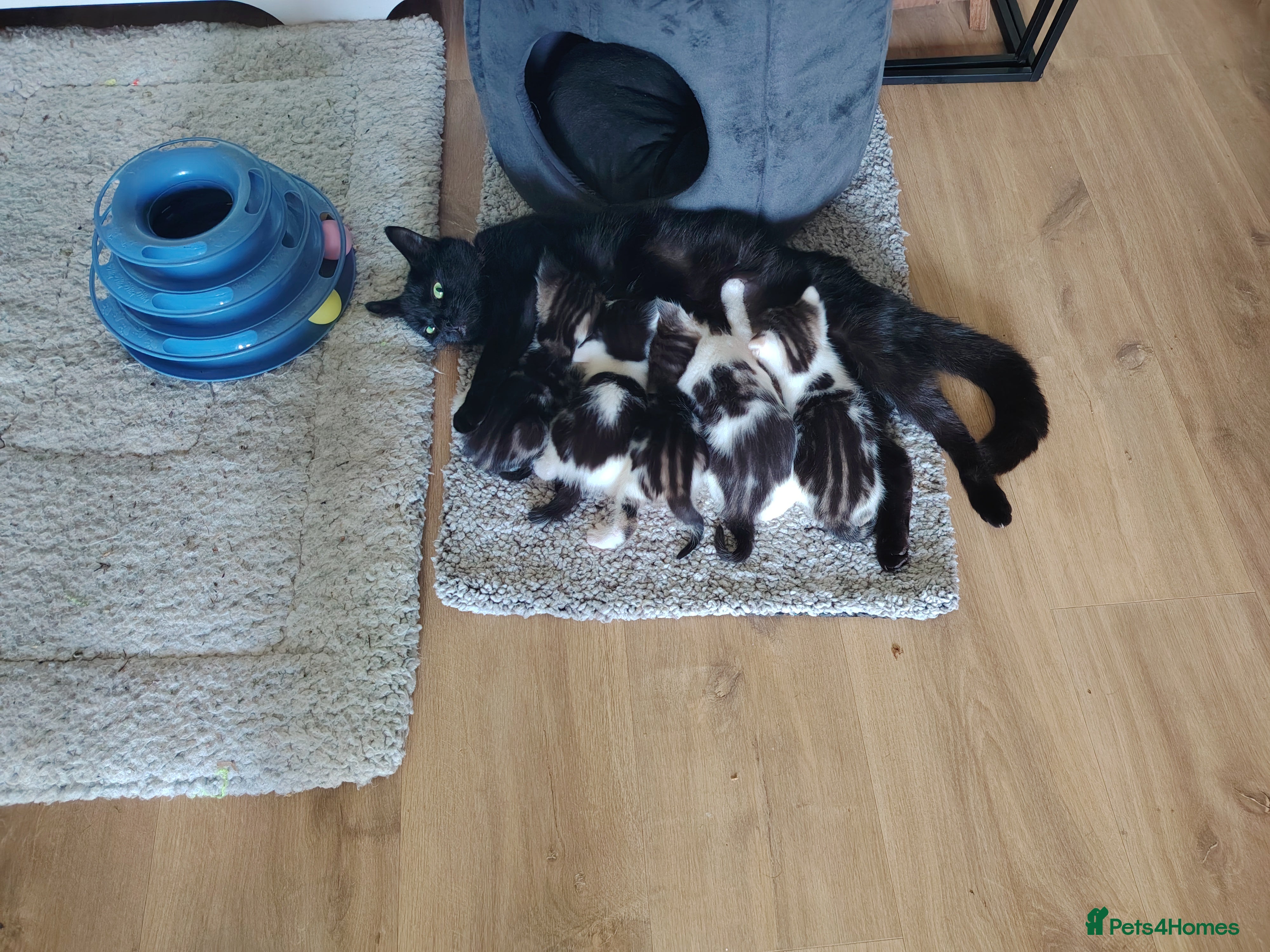 Mixed Breed cats 3 kittens for sale  - Advert 2