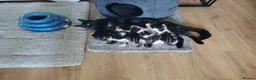 Mixed Breed cats for sale: 3 kittens for sale  - Advert 1